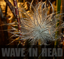 neue WAVE IN HEAD Songs hören hier - klick!